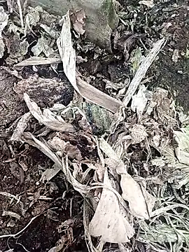 Sikici0734 live sex cam