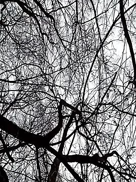 perversalus live sex cam