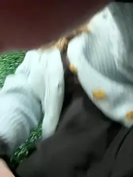 PumaShyXD live sex cam