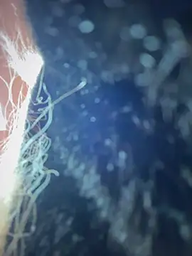 pinkstar_'s cam snapshot