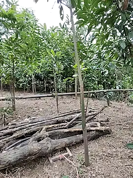 Tin_tanny live sex cam