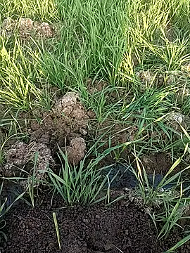 Khusbu77A's cam snapshot