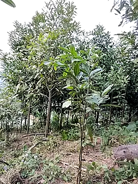 Tin_tanny's cam snapshot