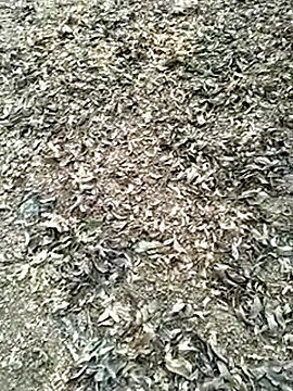 jellydicks live sex cam