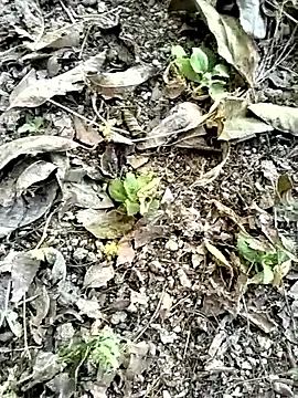 jellydicks live sex cam