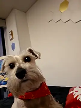 Sairy_'s cam snapshot