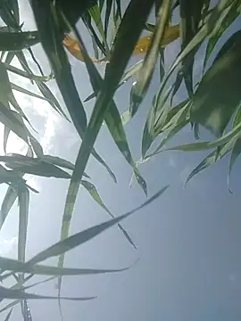 Priyankopal's cam snapshot