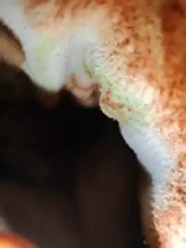 Hotcopuls00 live sex cam