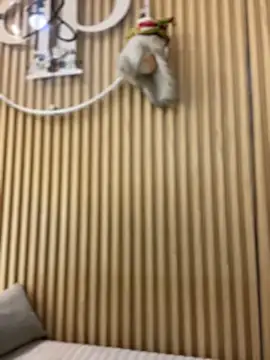 clarachanelricek live sex cam