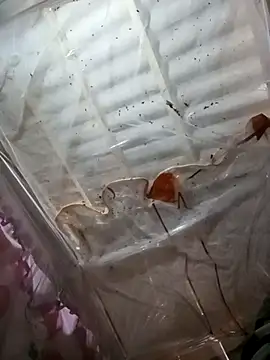 min-xinh's cam snapshot