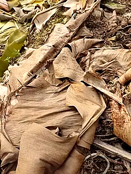 Sikici0734's cam snapshot