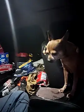 FloppyPickle4u live sex cam