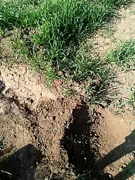 Wildlife_With_devil_89 live sex cam