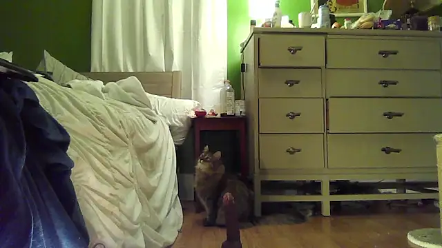 SadCatDaddy live sex cam