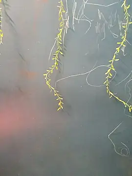 Sanjana_hot0 live sex cam