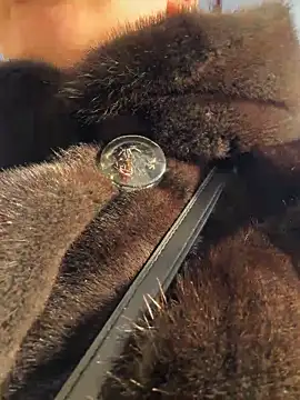 KiraSunshine live sex cam