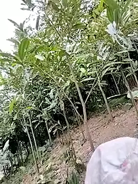 Tin_tanny live sex cam