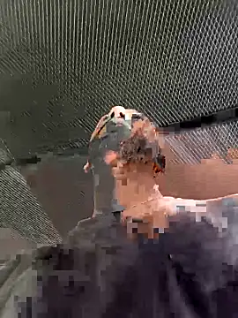 Camodick live sex cam