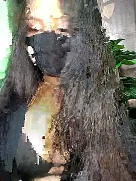 Idhika-Paul's cam snapshot