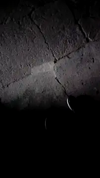 mendelicius live sex cam