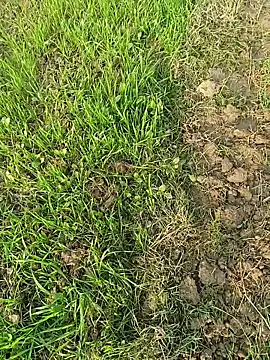 fullyhardy live sex cam