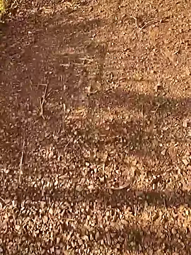 Novin23cms live sex cam