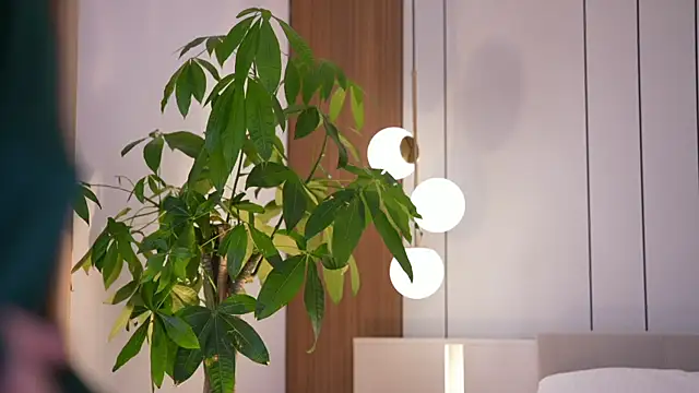 DoviaClaire live sex cam