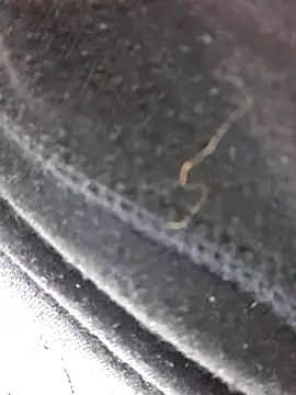 VelvetDiablo's cam snapshot