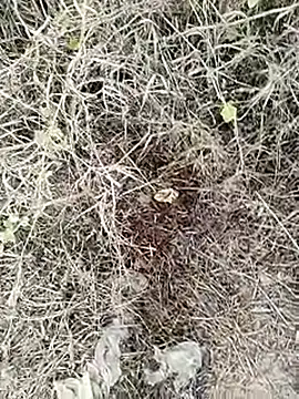 kripaul's cam snapshot