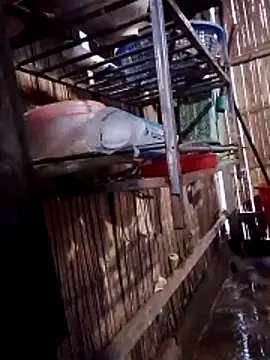 Yumiik2kk's cam snapshot