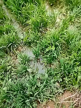 ajaysinghsss live sex cam