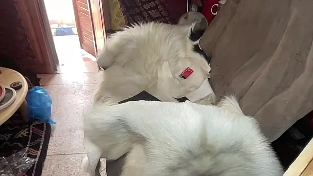 GangstArabianMaster's cam snapshot