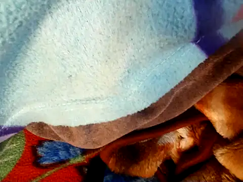 Anaconda-Mall's cam snapshot