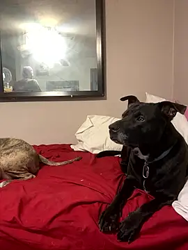 SmokingSloth live sex cam