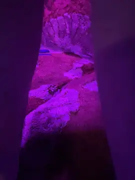 KBONE36 live sex cam