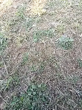 Jooli_xx live sex cam