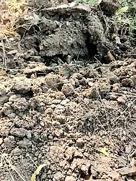 himvilohi08 live sex cam