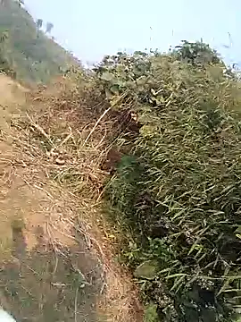 Menlike69 live sex cam