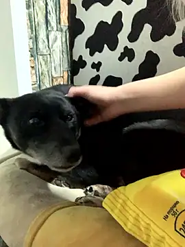 Sextazy live sex cam