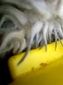 Bigcockmexi13's cam snapshot