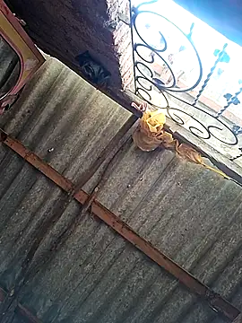 HotSexyBoudi live sex cam