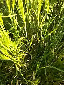 hornycouple20000 live sex cam