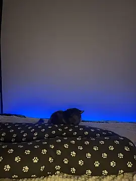 LaineTop1 live sex cam