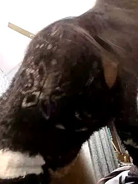 Cute-Janvi20's cam snapshot