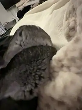 Furdale live sex cam