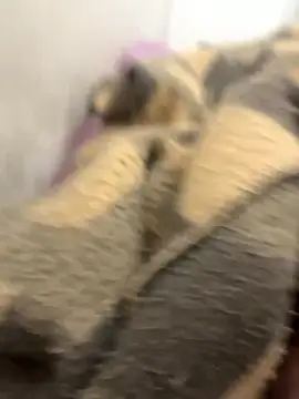 HardArabian@xh live sex cam