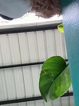 RileyFlame live sex cam