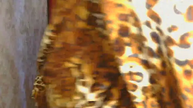 Shivi_darling's cam snapshot