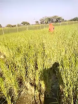 hornycouple20000 live sex cam