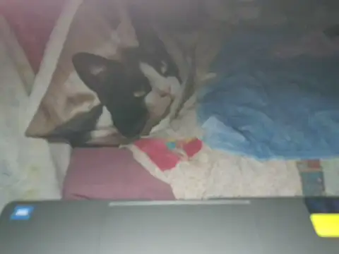 VeneRed live sex cam